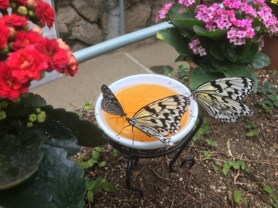 2018-12-28_12-15-08_761