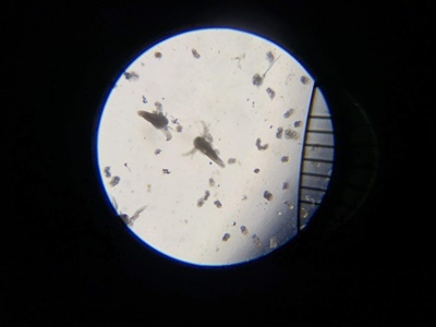 アルテミア 写真