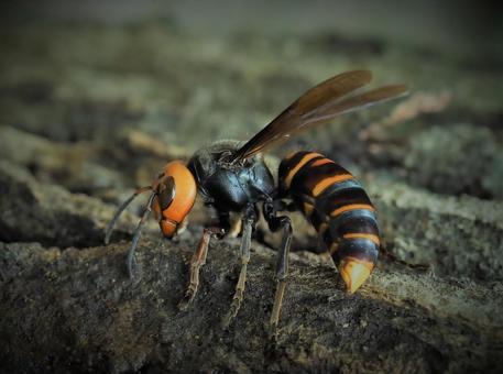 スズメバチ フリー