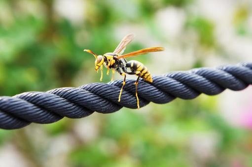 アシナガバチ フリー