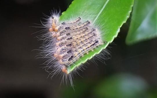 チャドクガ　フリー